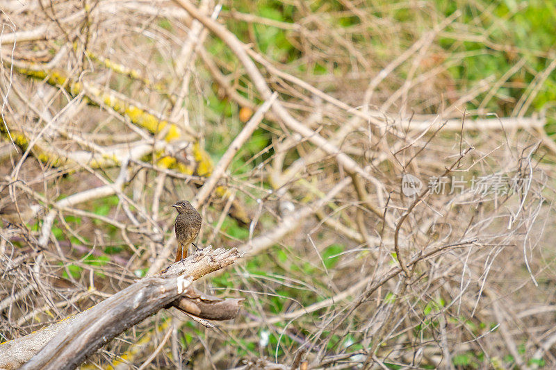 黑红雀(Phoenicurus ochruros)(雌性)